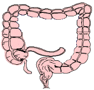 Darm Vorsorge Darmkrebs Vorsorge bei Reizdarn