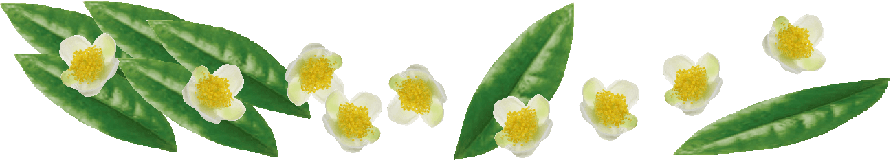 Teepflanzen Kamillentee