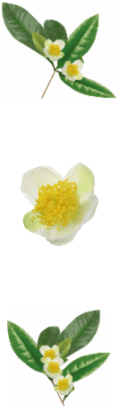 Tee trinken und Abnehmen