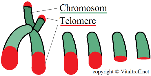 Chromosom Telomere verlängern Verjüngung Reverse Aging