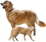 nicht für Tiere geeignet gesunde Tiere ohne Birkenzucker