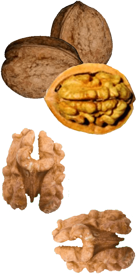 mit Nüssen gesund werden