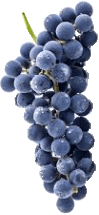 natürlich heilen mit Weintrauben