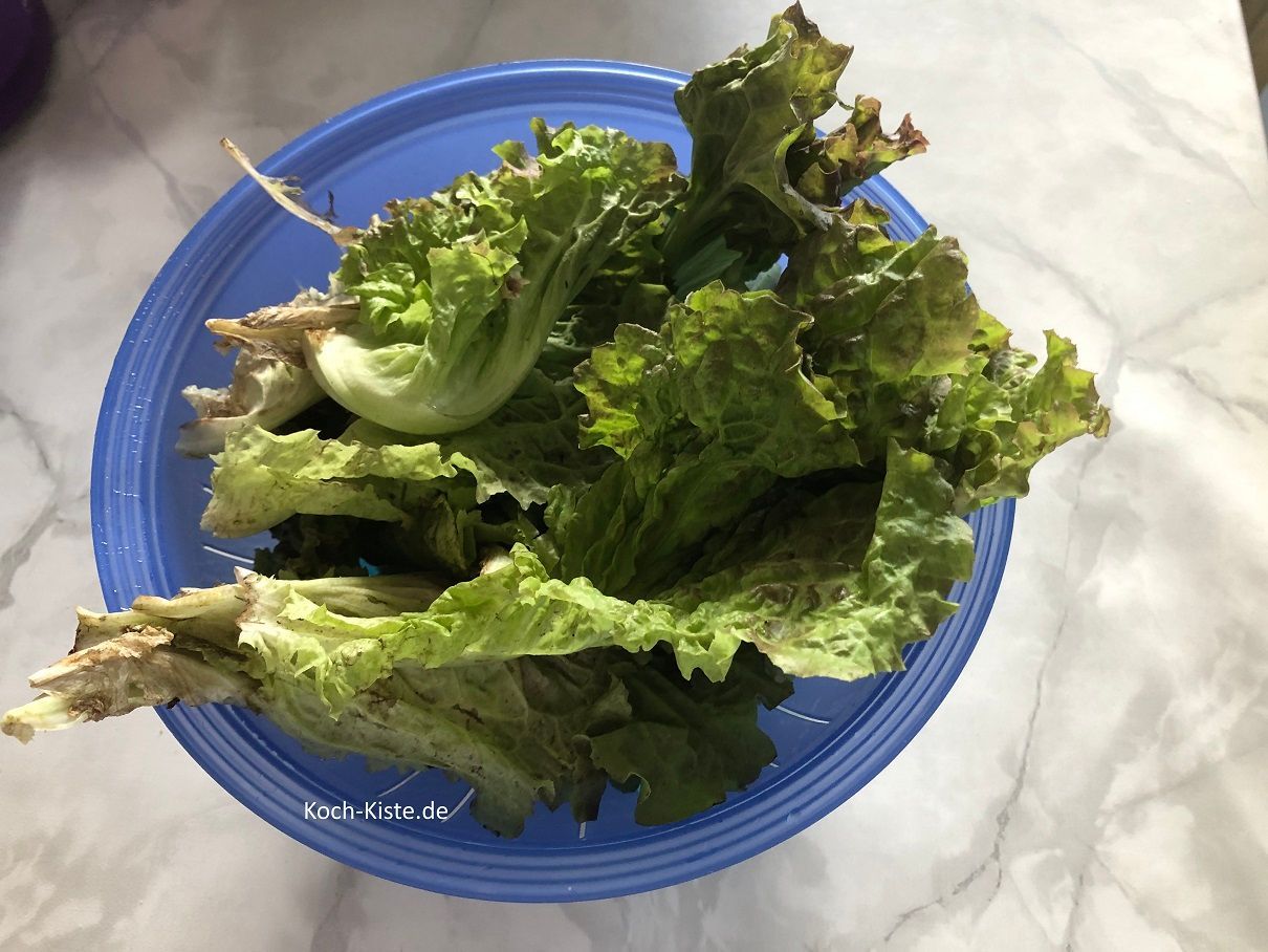Blätter vom Pflücksalat-Strunk abzupfen