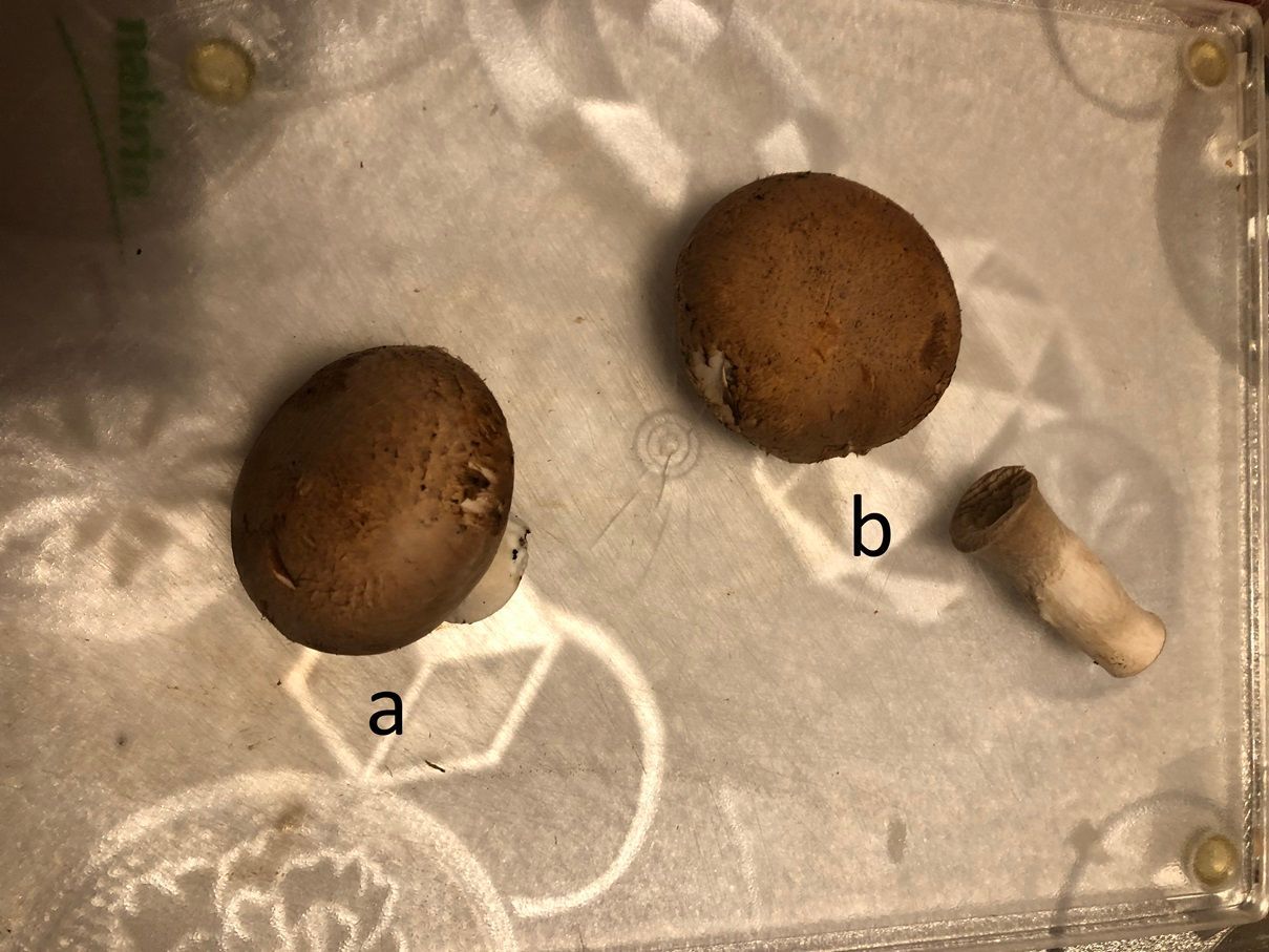 als nächstes nimmst Du in die eine Hand ein Champignon und in die andere Hand ein Küchenpapier , nun kannst Du die Unreinheiten ( Erdreste) abwischen (a) . Drehe den Champignon auf den Kopf und breche den Stiel heraus (b)