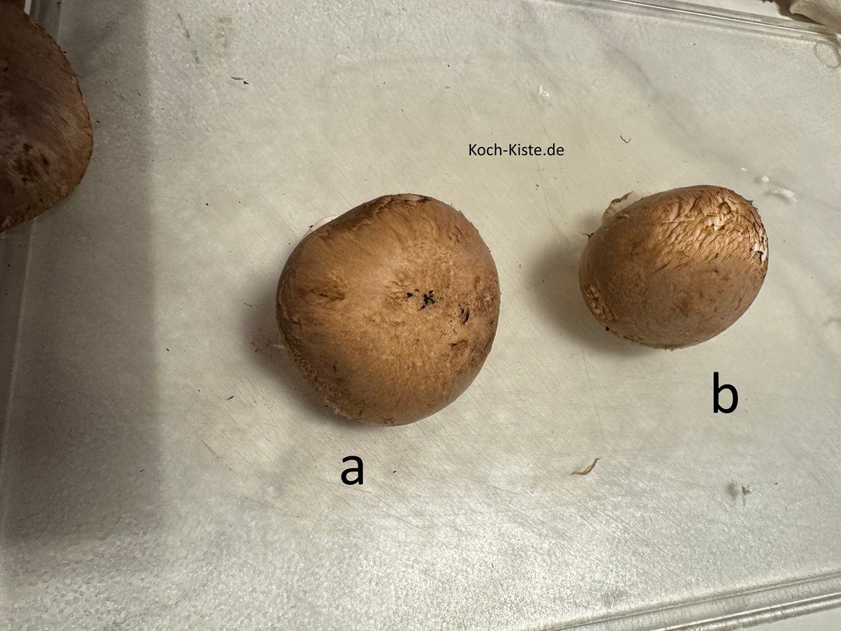 beginne damit Dir jeden Champignon einzeln zu nehmen und mit Küchenpapier eventuell vorhandende Erdreste (a) abzuwischen (b)