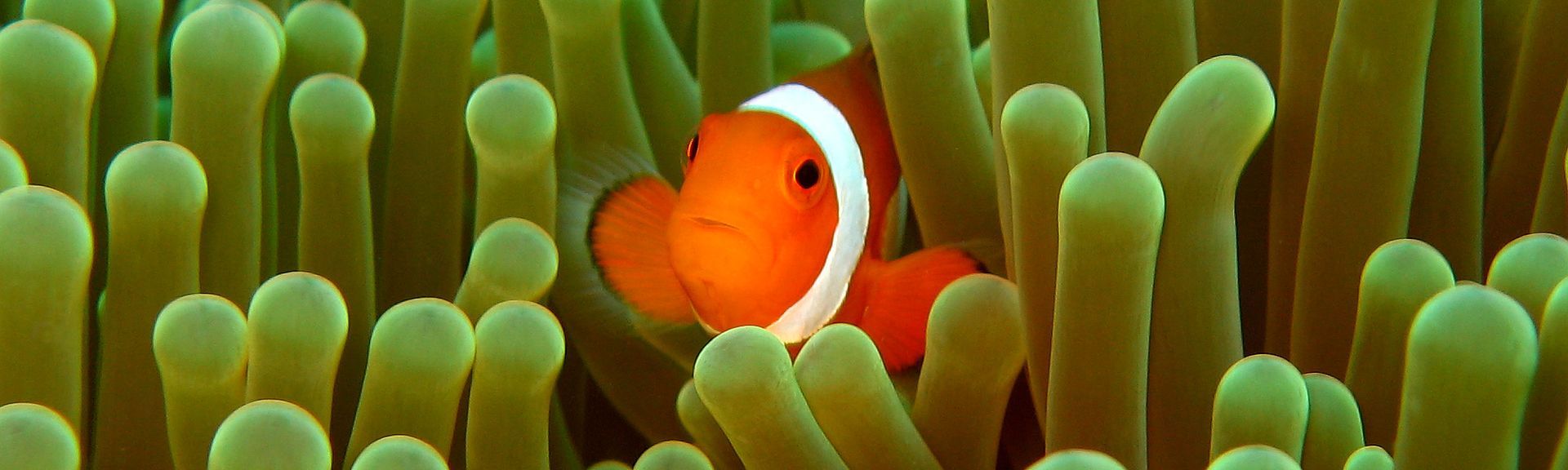 Anemonenfisch Stefan Wiessmeyer Schmuck scuba collection Taucherschmuck