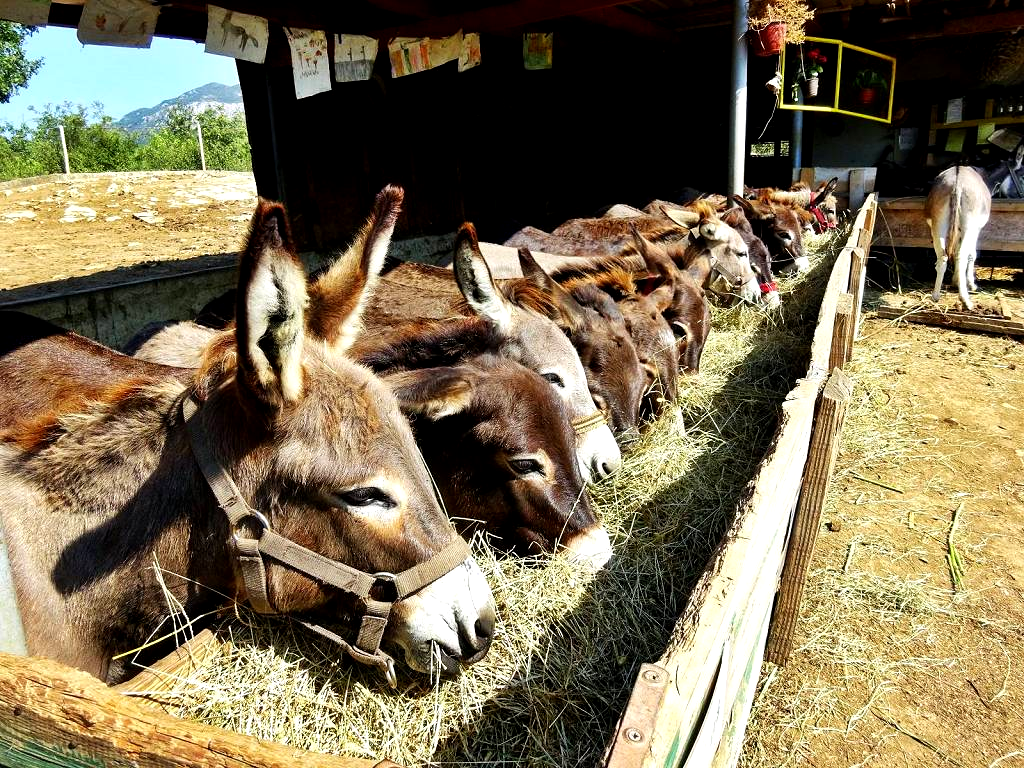 Montenegro Reiseführer und Touren, Eselfarm