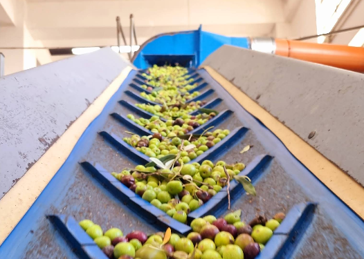 Olivenölverkostung Albanien