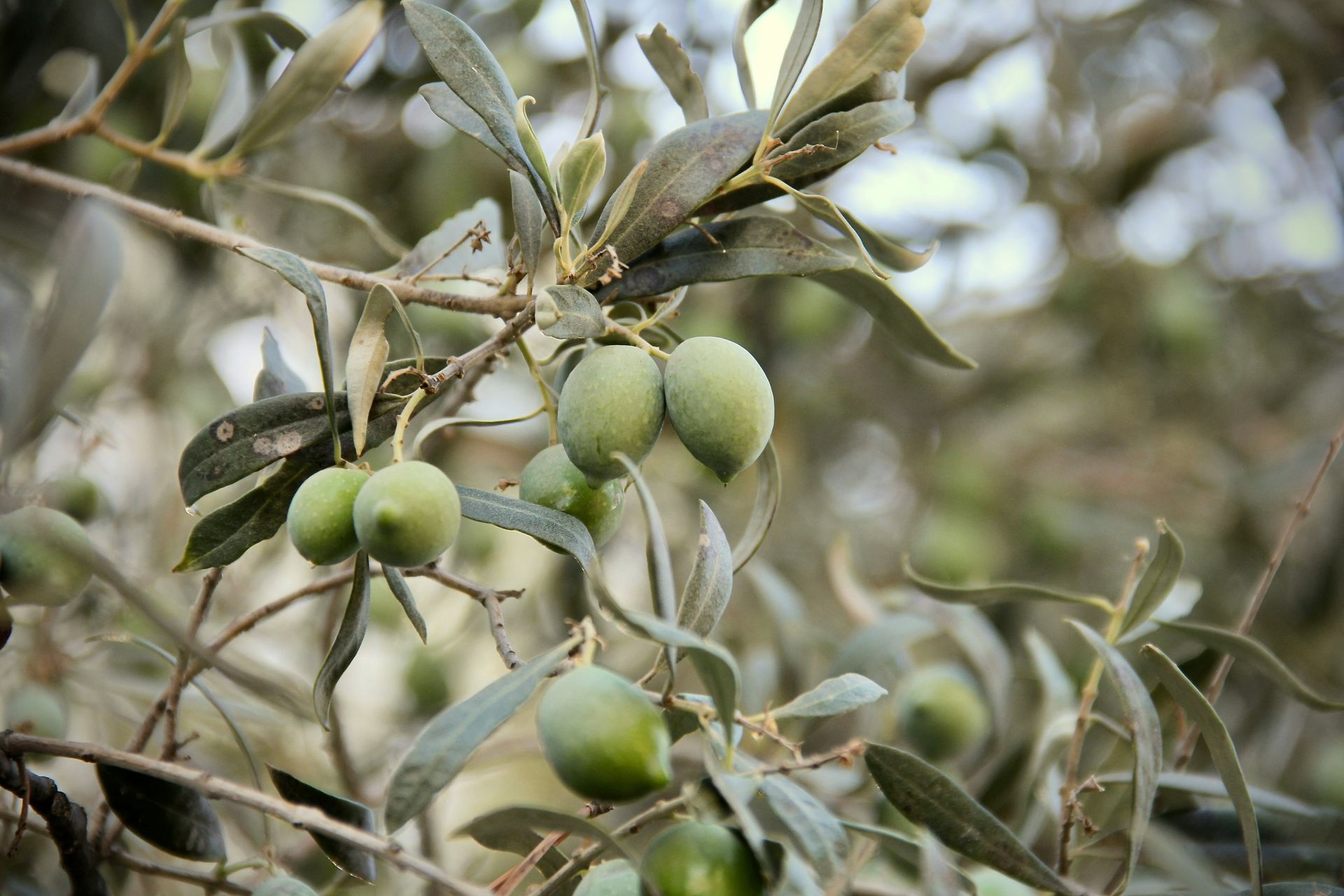 Olivenöl in Albanien