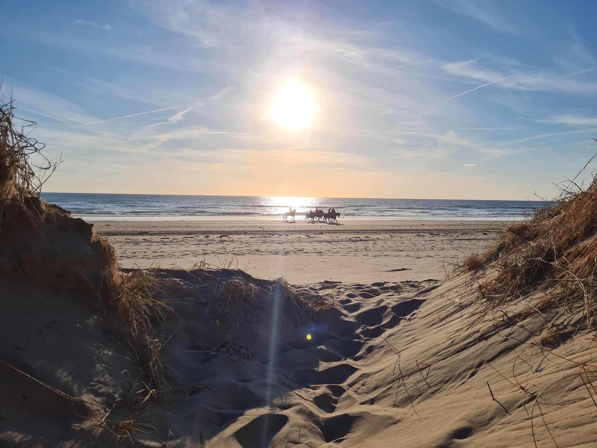 Pferde am Strand im Sonnernuntergang
