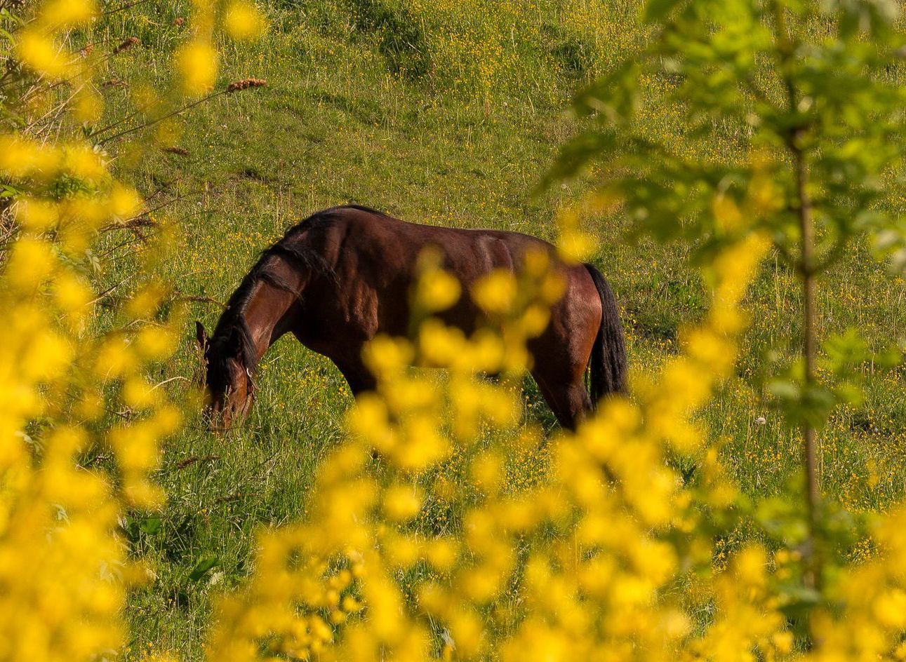 Wanderurlaub in der Steiermark, Wanderurlaub im Almenland