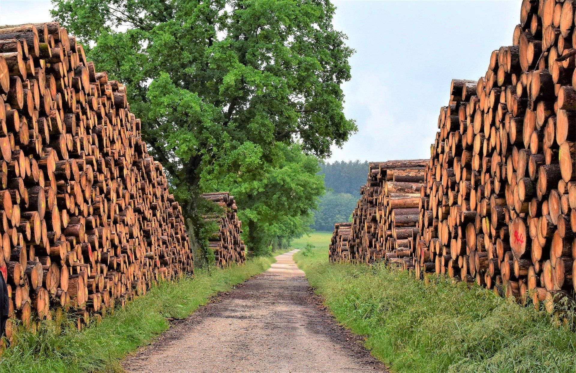 Nutzholz im Fichtelgebirge