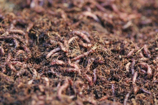 Was ist Wurmkompostierung?