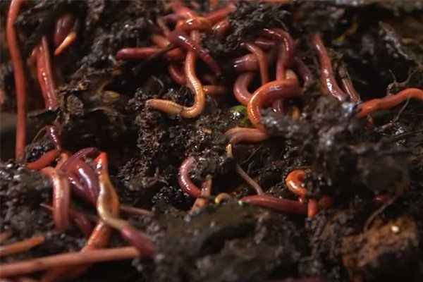 Arten von Kompostwürmern