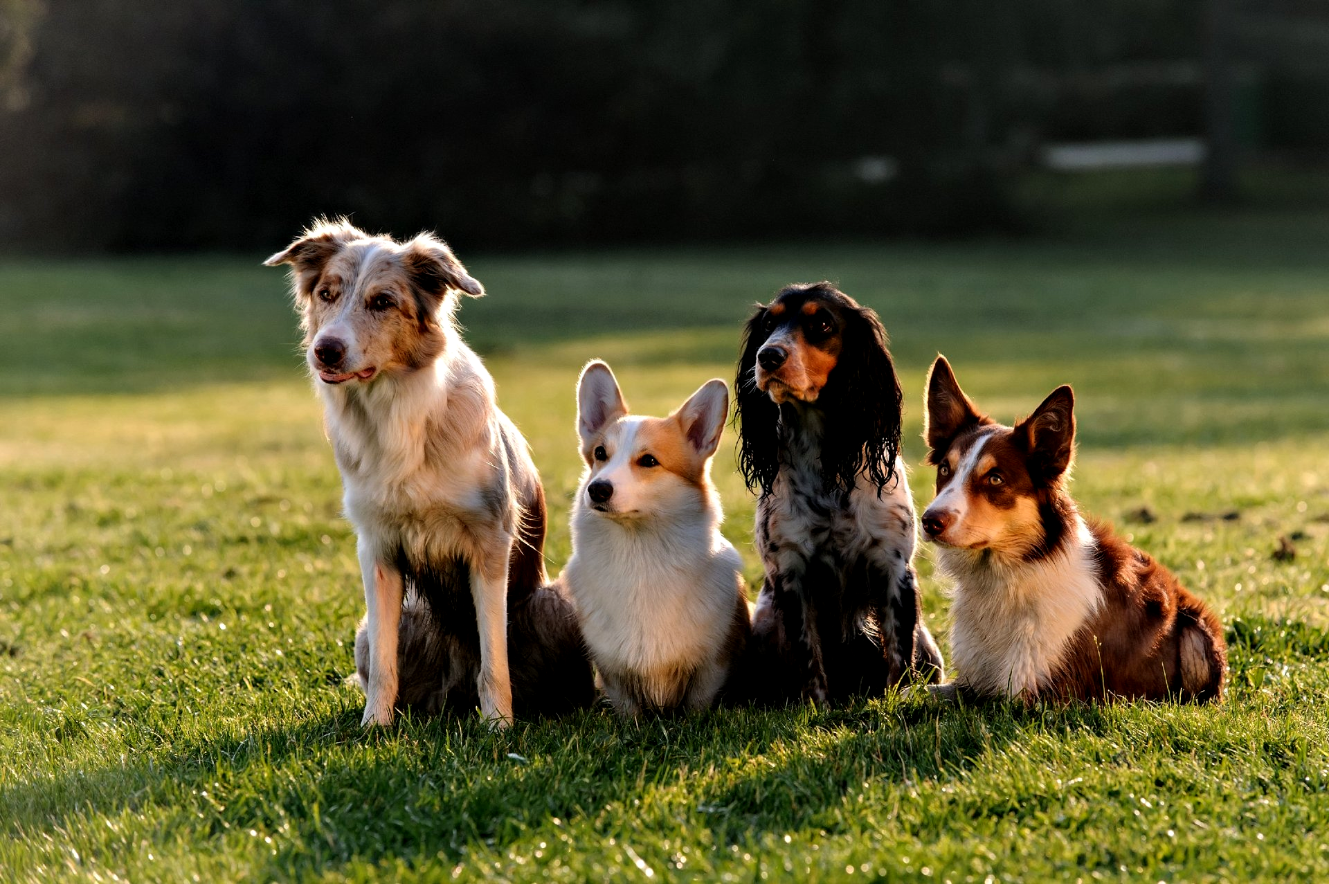 Dogs love pack walks Dog Pack Walks
