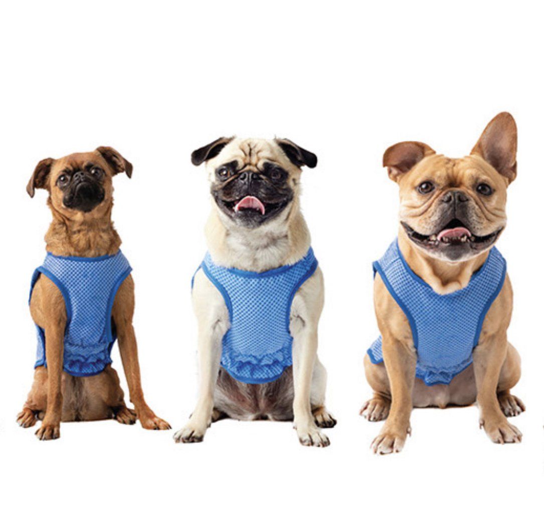 Cool vests on hot dog walks