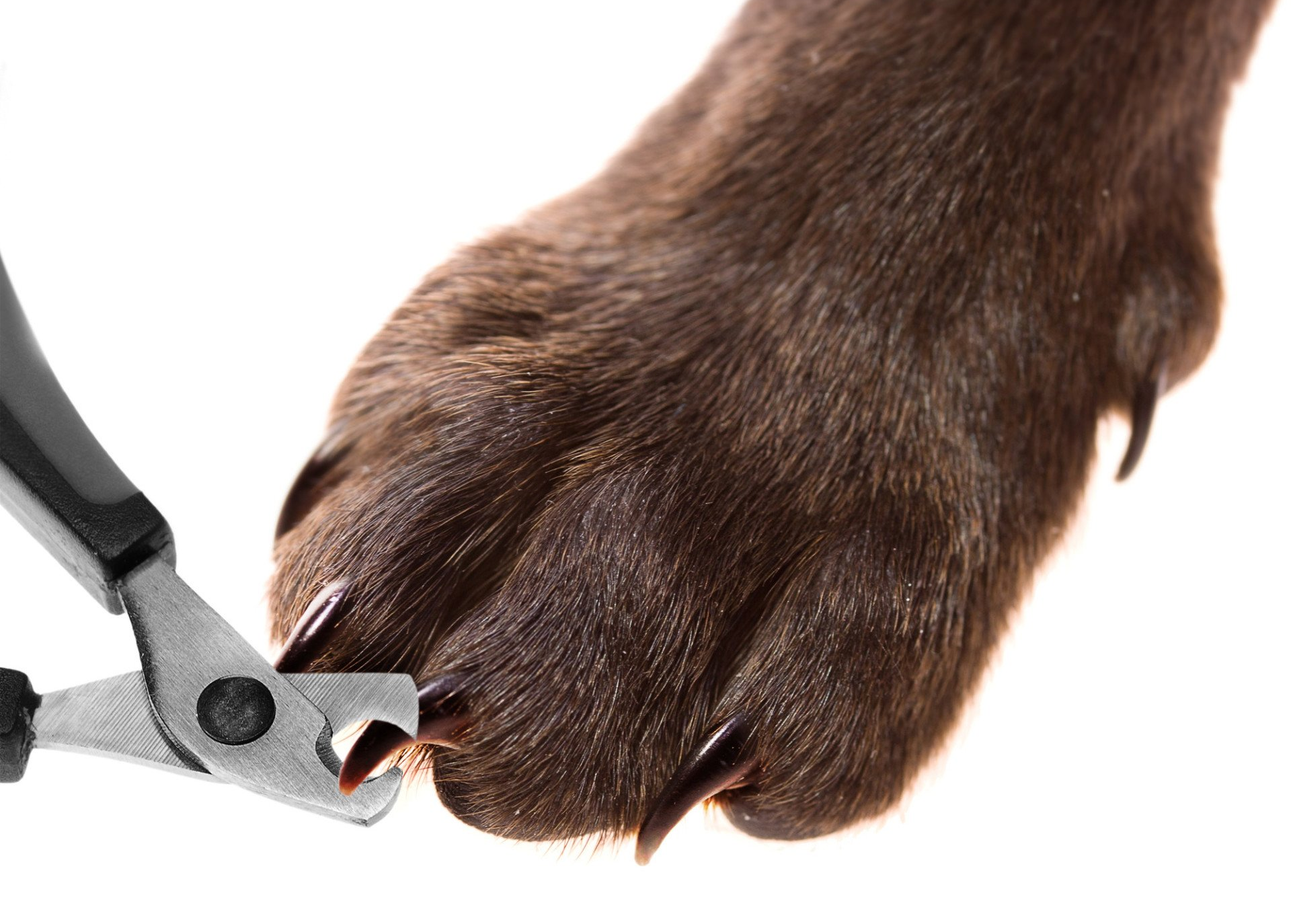 Doggy day trips beach