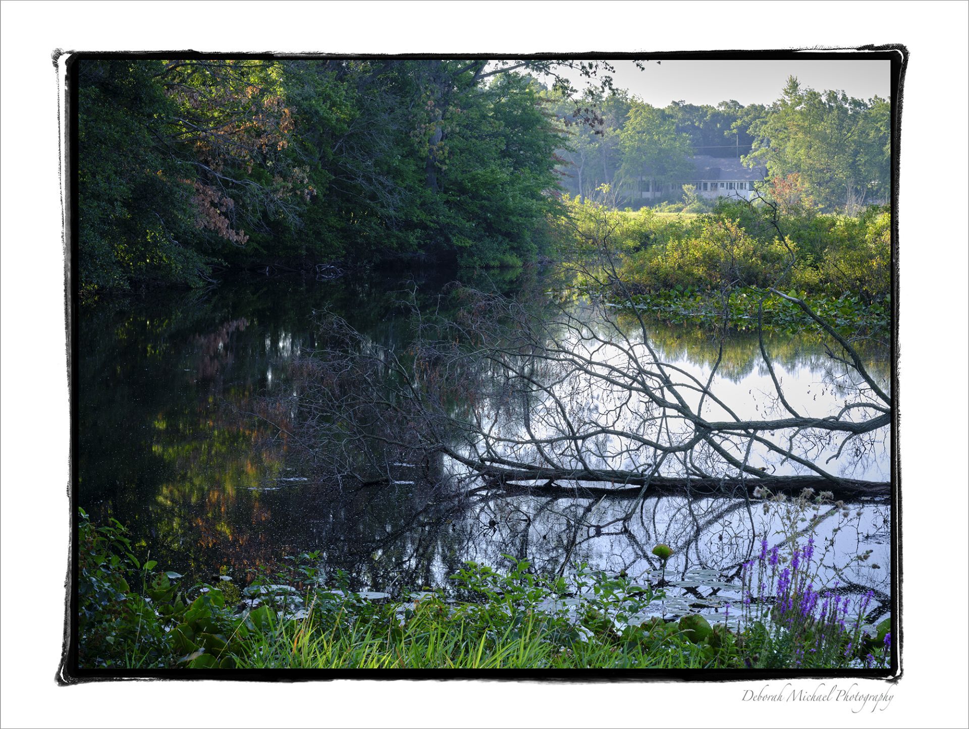 HAMPTON-CREEK-WETLANDS-Portage-Michigan