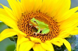 Sonderwerbeformen Prospektverteilung Prospektverteilung Sonderwerbeformen