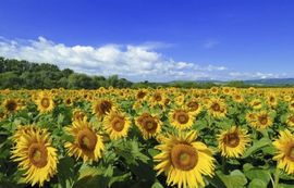 flächendeckende Prospektverteilung flächendeckende Prospektverteilung