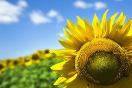 selektive Prospektverteilung selektive Prospektverteilung