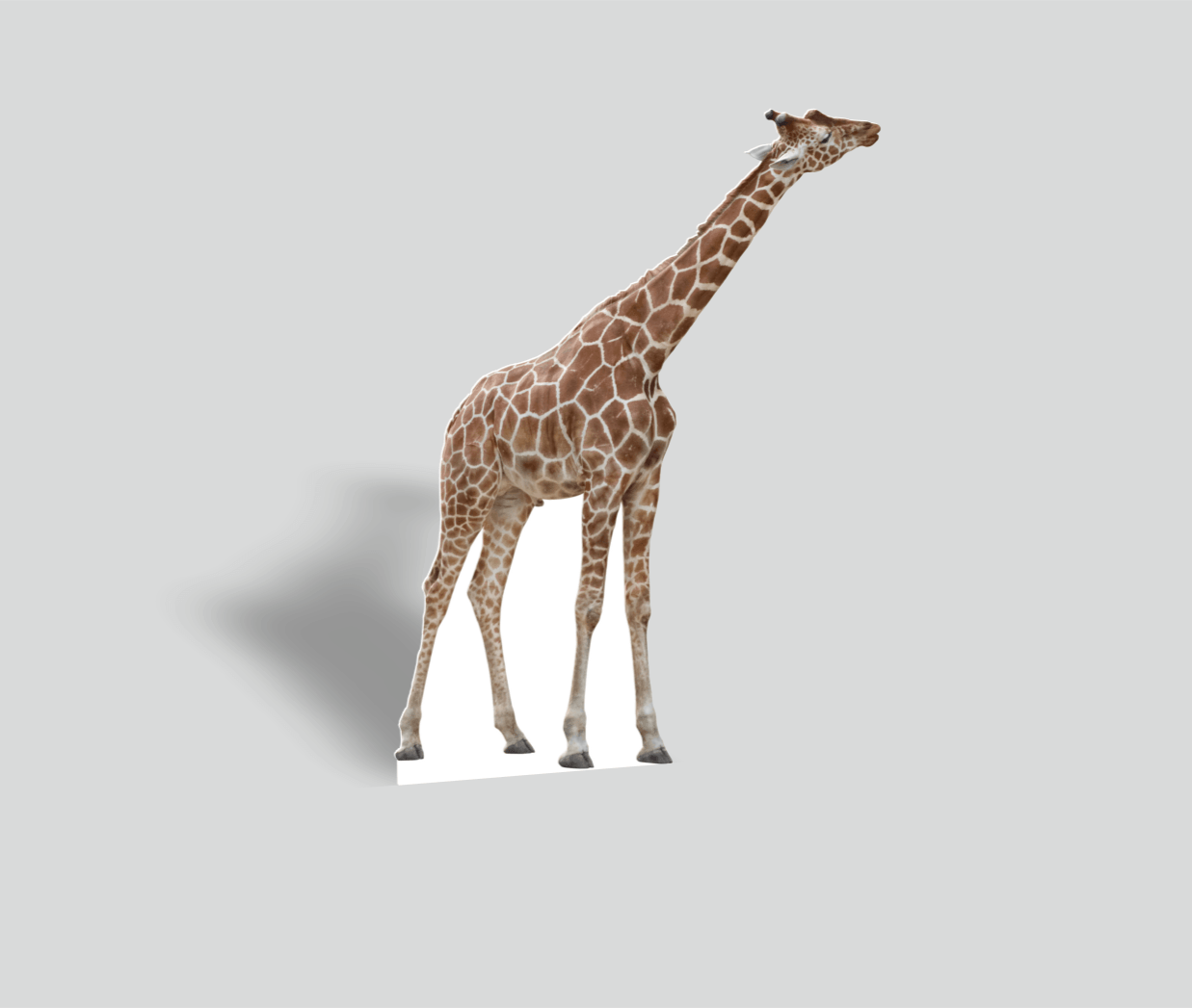 Tier-Aufsteller Giraffe