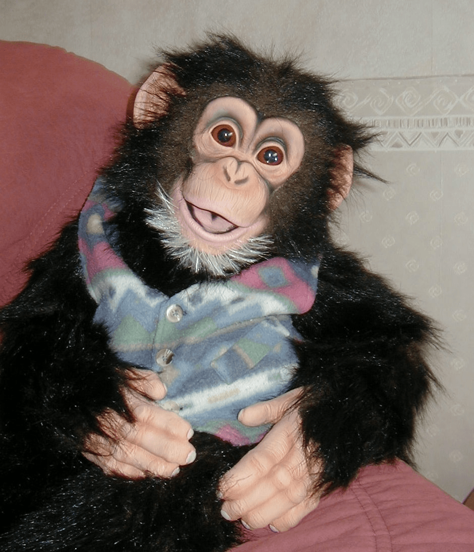 A realistic chimpanzee puppet called Albert, sitting on a chair. He's wearing a waistcoat.
