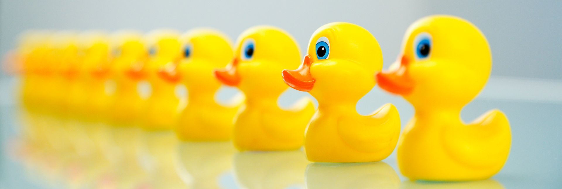 A row of yellow rubber ducks