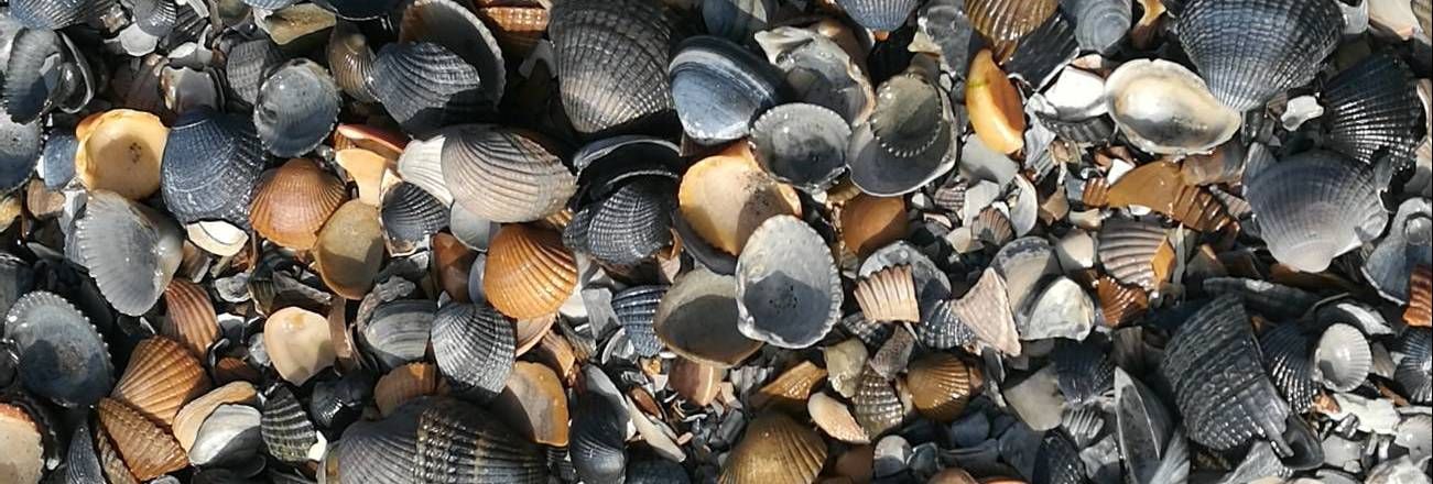 Muschelgeld kann ich leider nicht annehmen... Muscheln