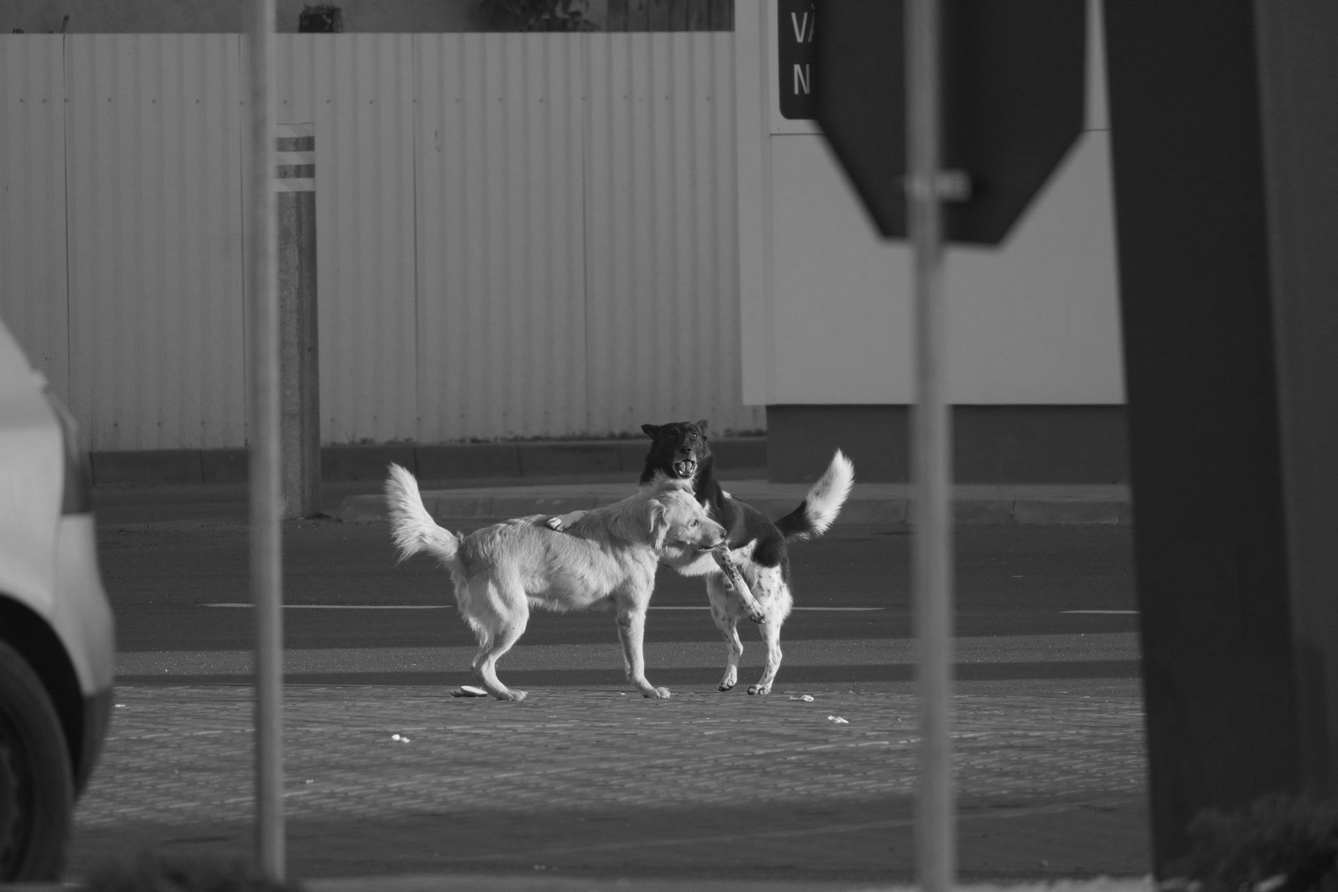 Stephan Peukert, Kommunikation die Mensch und Hund verbindet, mit Hunden leben, Hunde Blog, Fotografie, Strassenhunde
