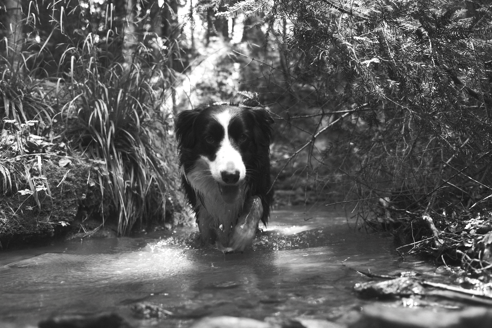 Stephan Peukert, Kommunikation die Mensch und Hund verbindet, schwarz weiss, mit Hunden leben, Hunde Blog, Fotografie, Border Collie im Wasser