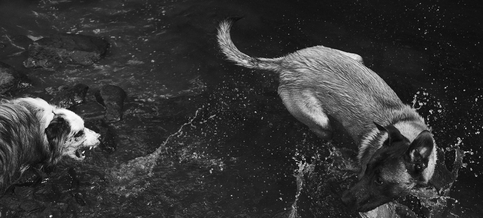 Stephan Peukert, Kommunikation die Mensch und Hund verbindet, schwarz weiss, mit Hunden leben, Hunde Blog, Fotografie