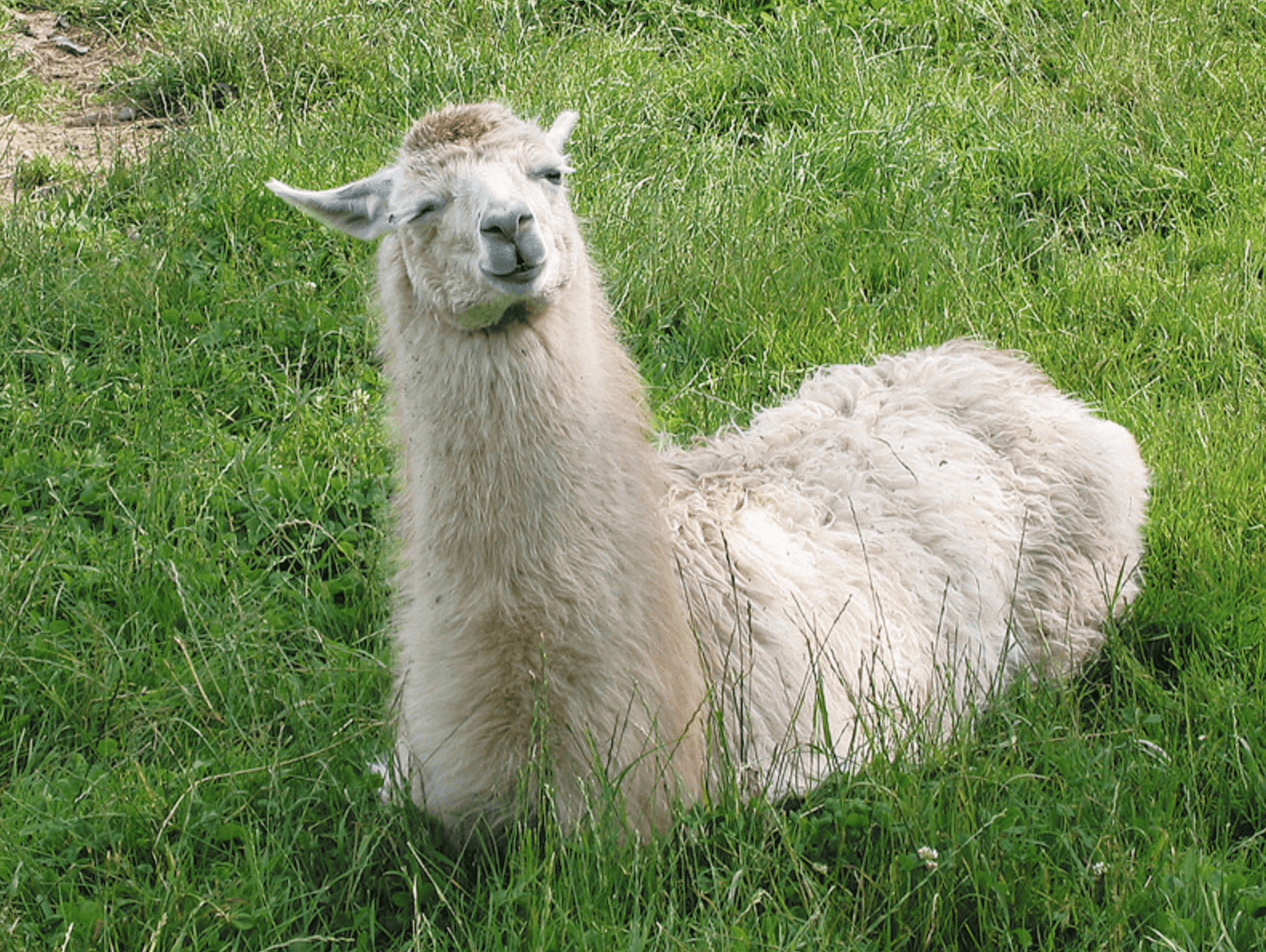 Alpaka Haustierhof Reutemühle