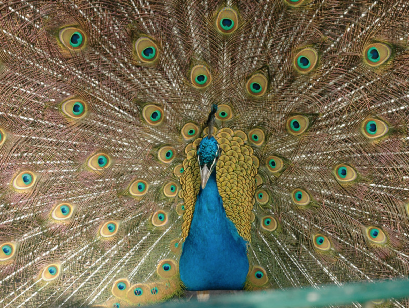 Pfau Haustierhof Reutemühle