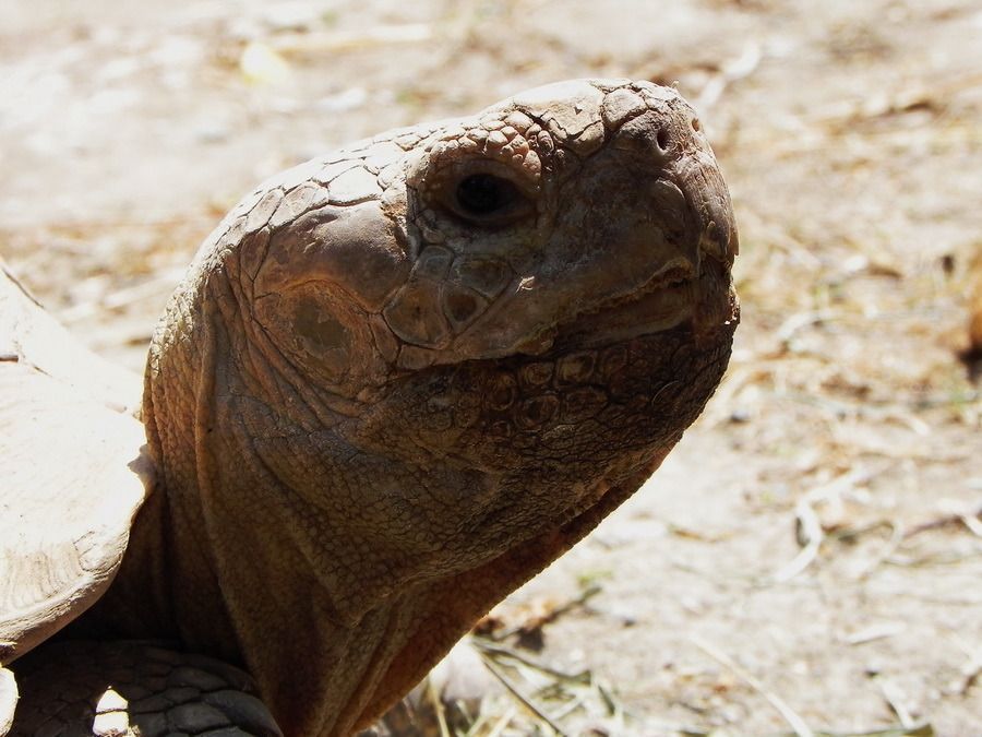Schildkröte Haustierhof Reutemühle