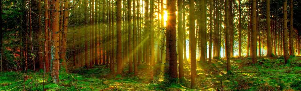 Waldbaden Shinrin-yoku unter freiem Himmel