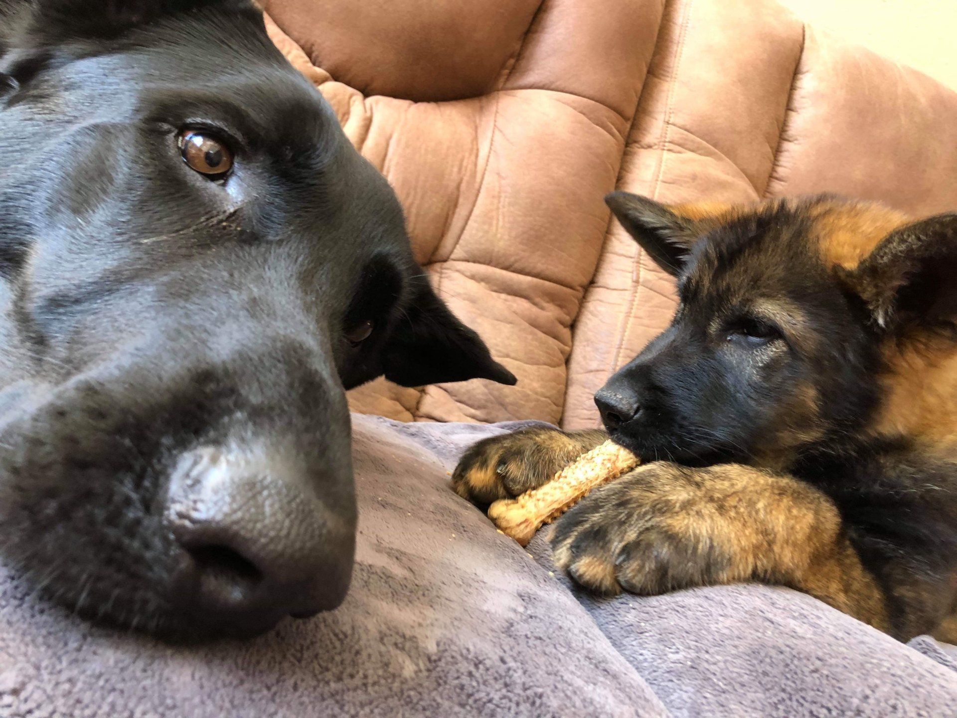 german shepherd puppy dog dogs