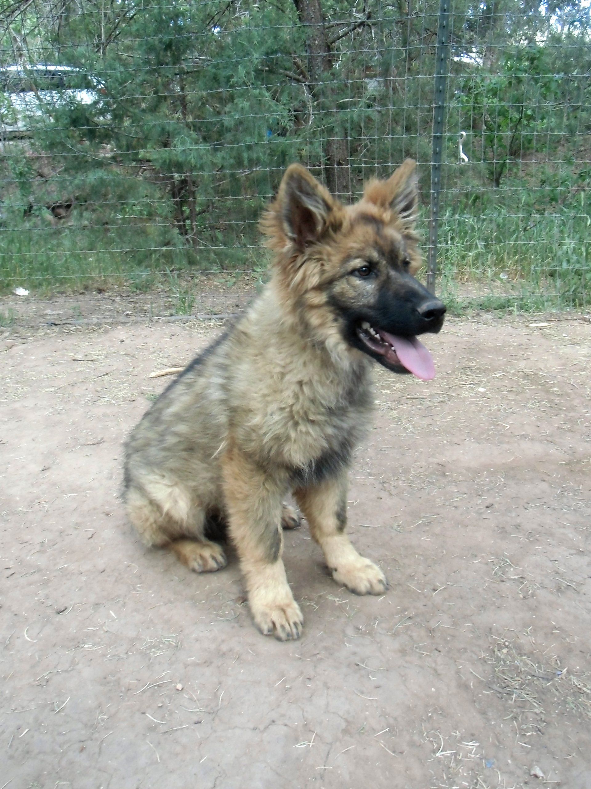 German shepherd puppy dog