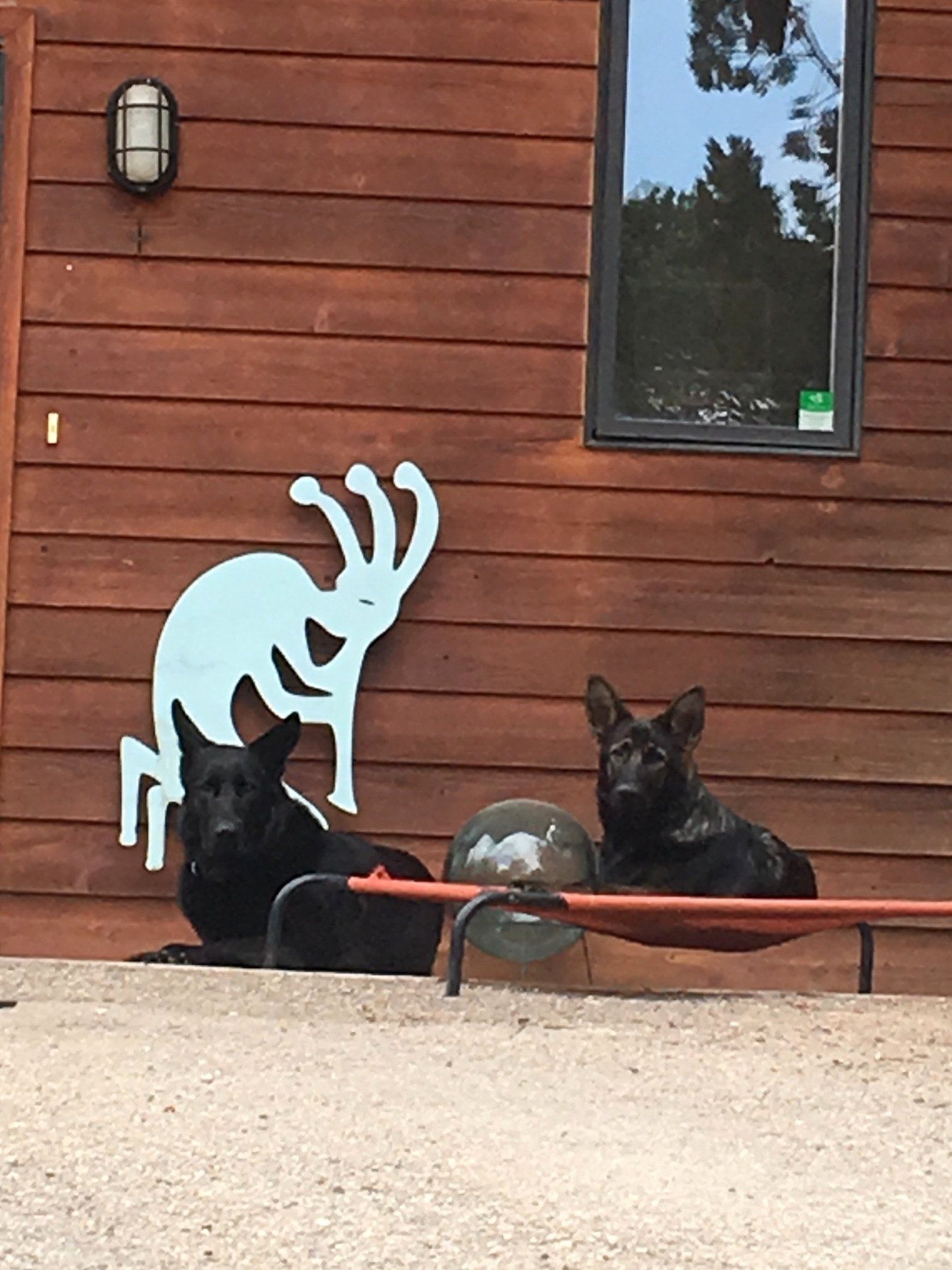 german shepherds dogs