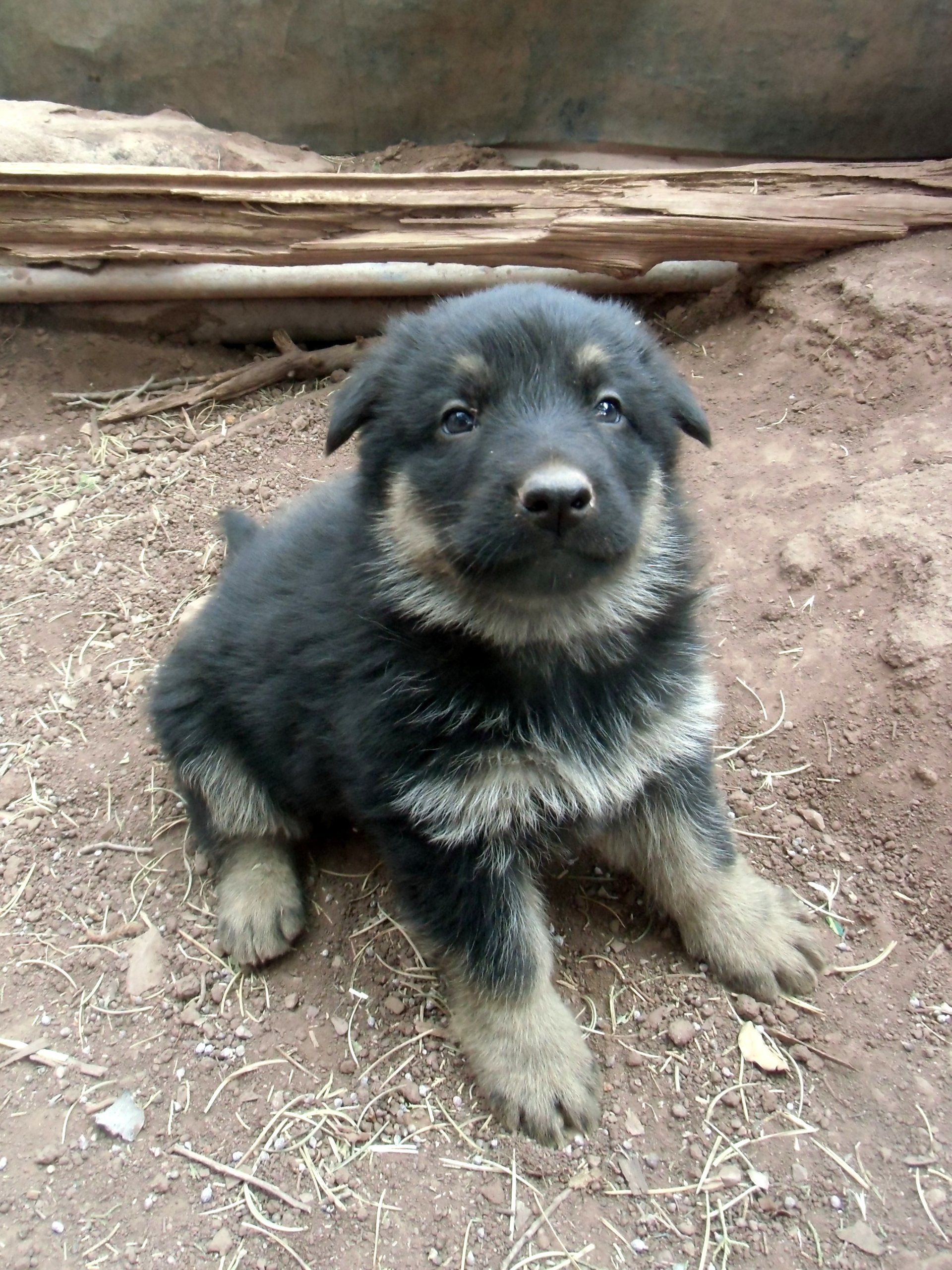 german shepherd puppy dog