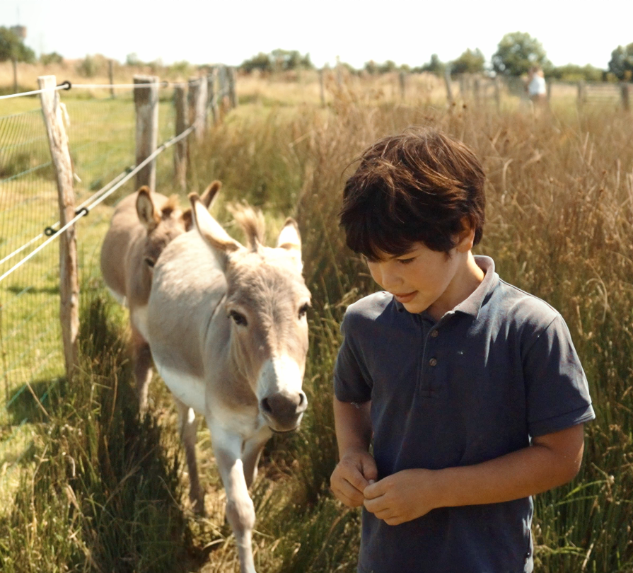 Chèvres, moutons, ânes et animaux de basse-cour à venir découvrir le temps d'un week-end !
Au Domaine, les animaux de ferme font partis intégrante du lieu.