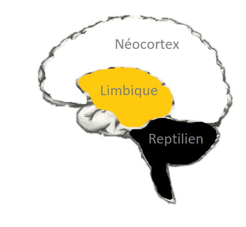 Le cerveau limbique est celui que nous ciblons lors d'une séance d'hypnose. Il est le siège des émotions, apprentissages et de la mémoire.