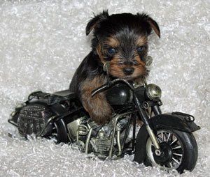 Black and yorkie puppy on a motorcycle