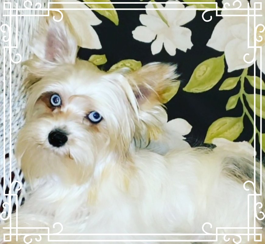 White Yorkie with blue eyes with a floral backdrop