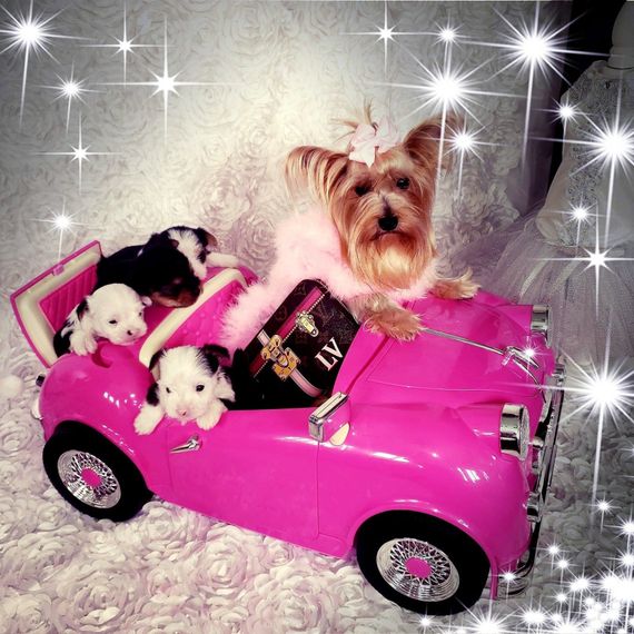 Adorable yorkie puppies in a pink toy car