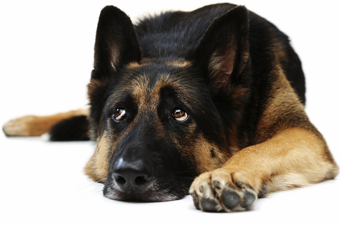 Hundeosteopathie ist ein fester Bestandteil in Gesundheitsvorsorge geworden