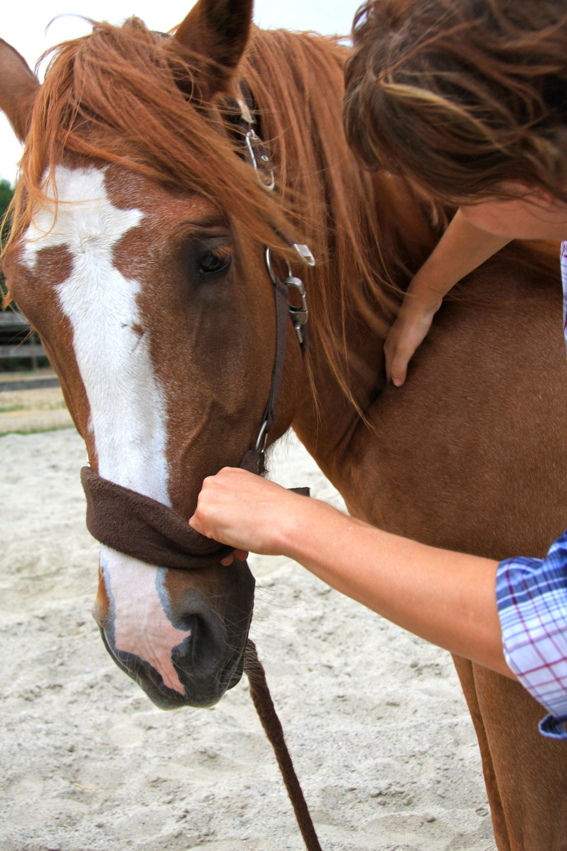 Vorhand wieder gängig machen, Pferdeosteopathie Verena Berthold, Bayern , Landkreise Mühldorf, Altötting, Erding, Ebersbert, Rottal-Inn, Traunstein Rosenheim,Dingolfing, München und in Teilen von Österreich