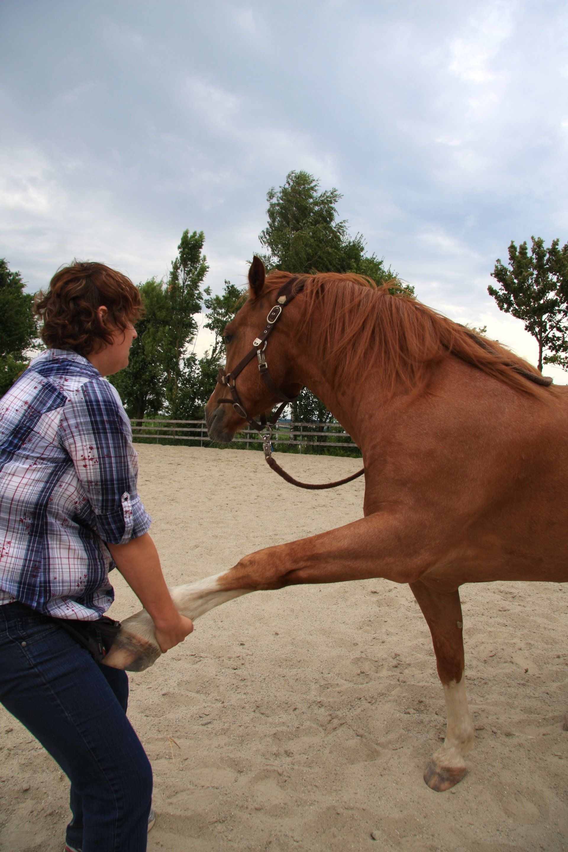 Pferdeosteopathie, Blockaden und Schmerzen auch in der Vorhand mit physikalische-Therapie lösen, Hund und Pferd lieben Osteopathiein Bayern, in der Nähe von Mühldorf und Altötting