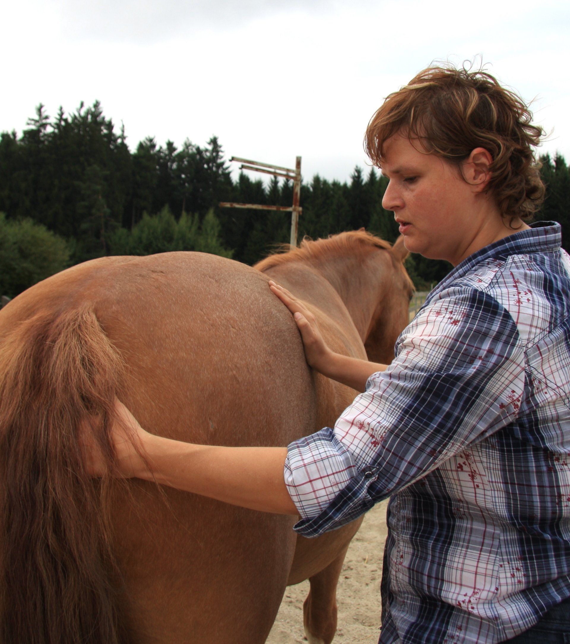 Pferdeosteopathie in Oberbayern, Niederbayern und Teilen von Österreich hilft gegen Schmerzen, Lahmheiten, typische Alterserscheinungen, häufiges Stolpern lindert Verspannungen und Akupressur kann bei z.B. Spat Wunder helfen. Osteopathie Pferd